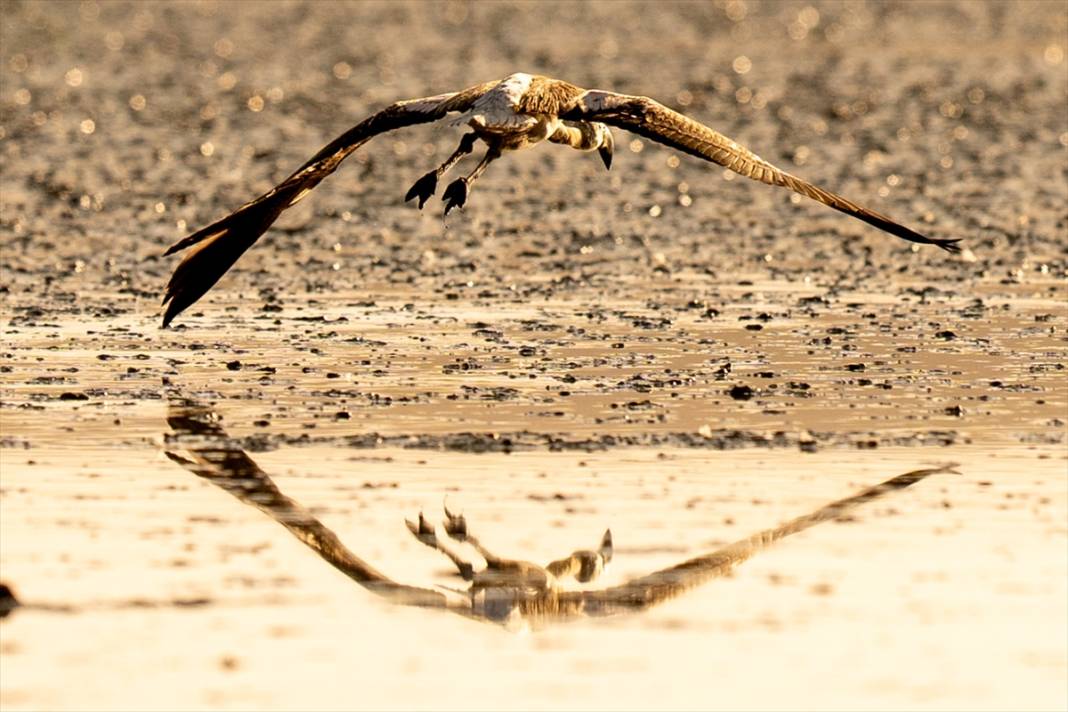 Konya’nın flamingo cenneti! 180 türe ev sahipliği yapıyor, görsel şölen sunuyor 12